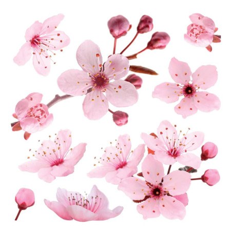 Αυτοκόλλητα Τοίχου Βινυλίου Ango Cherry Blossom 54327