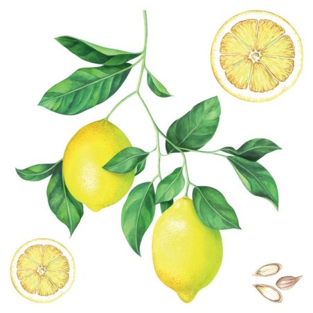 Αυτοκόλλητα Τοίχου Ango Lemons 54122