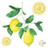 Αυτοκόλλητα Τοίχου Ango Lemons 54122