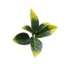 Πάνελ Φυλλωσιάς Berlin 50 Χ 50 A017 Photinia Newplan