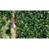 Πάνελ Φυλλωσιάς Berlin 50 Χ 50 A017 Photinia Newplan
