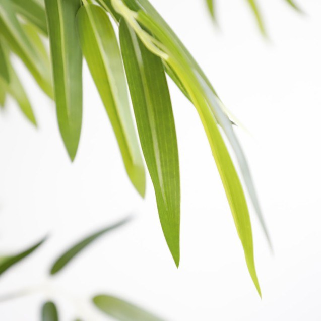 Bamboo  Np0076_210 Ύψος 210cm Newplan