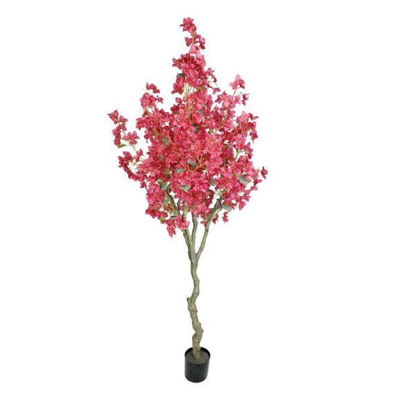 Bougainvillea  Np0421_210  Ύψος 210cm Newplan