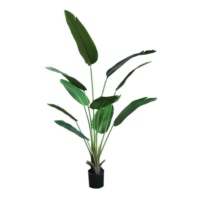 Banana Tree Np1411_160  Ύψος 160cm Newplan