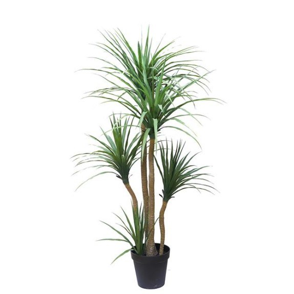 Dracaena  Np_28_155  Ύψος 155cm Newplan