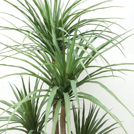 Dracaena  Np_28_155  Ύψος 155cm Newplan
