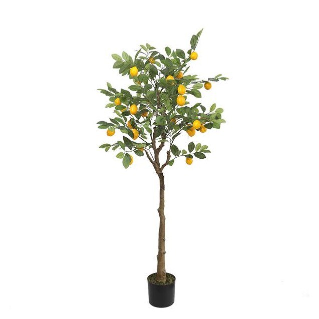 Lemon Tree  Np_30_170  Ύψος 170cm Newplan