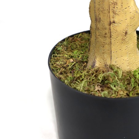 Lemon Tree  Np_30_170  Ύψος 170cm Newplan