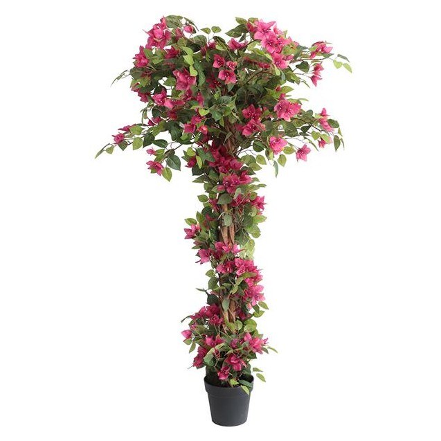 Bougainvillea  Np_34_160  Ύψος 160cm Newplan