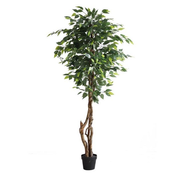 Ficus Tree Np5209_180  Ύψος 180cm Newplan