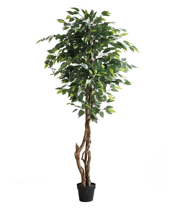 Ficus Tree Np5209_180 Ύψος 180cm Newplan