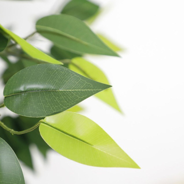 Ficus Tree Np5209_180  Ύψος 180cm Newplan