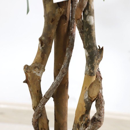 Ficus Tree Np5209_180  Ύψος 180cm Newplan