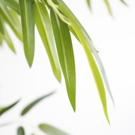 Bamboo  Np6321_180_22  Ύψος 180cm Newplan