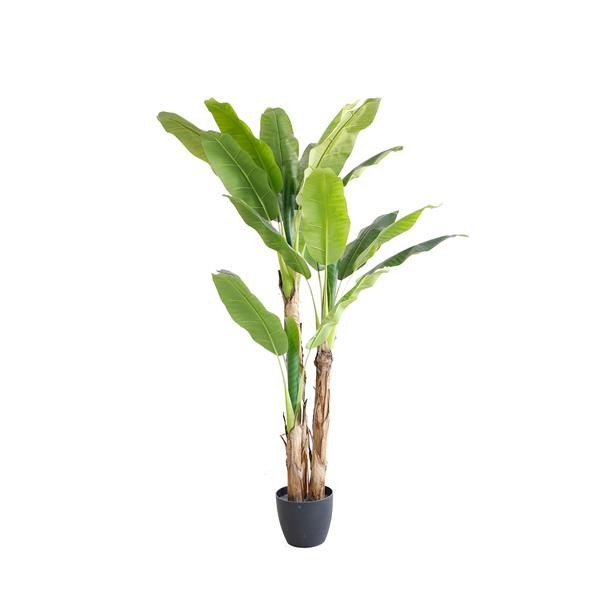 Διακοσμητικό Φυτό Banana Tree Np6327_180_22 Ύψος 180Cm Newplan