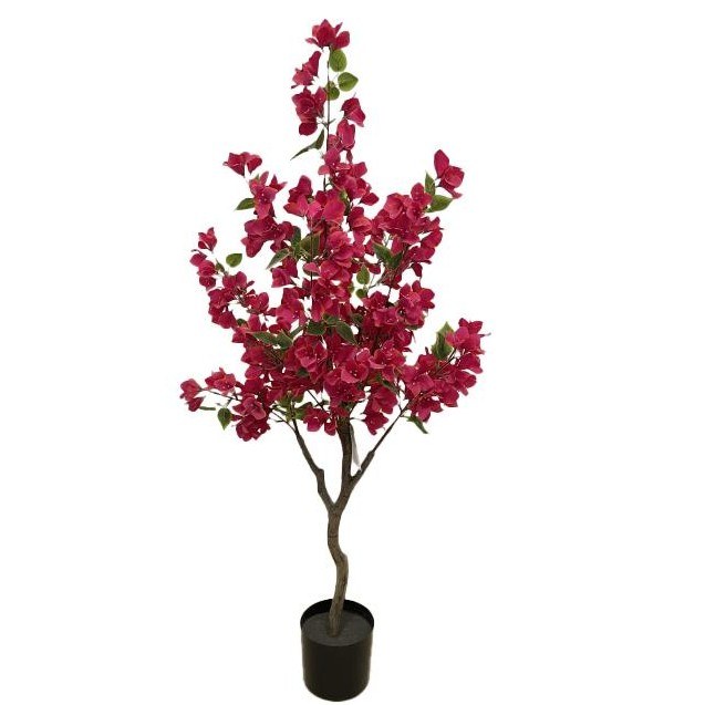 Bougainvillea  Np_70_120  Ύψος 120cm Newplan