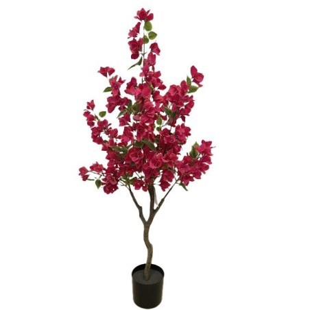 Bougainvillea  Np_70_120  Ύψος 120cm Newplan
