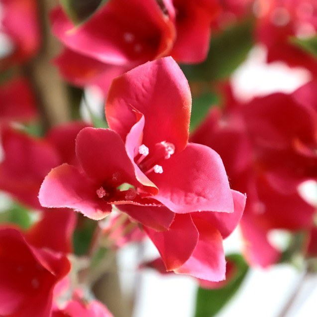 Bougainvillea  Np_70_120  Ύψος 120cm Newplan