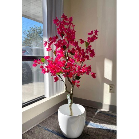 Bougainvillea  Np_70_120  Ύψος 120cm Newplan