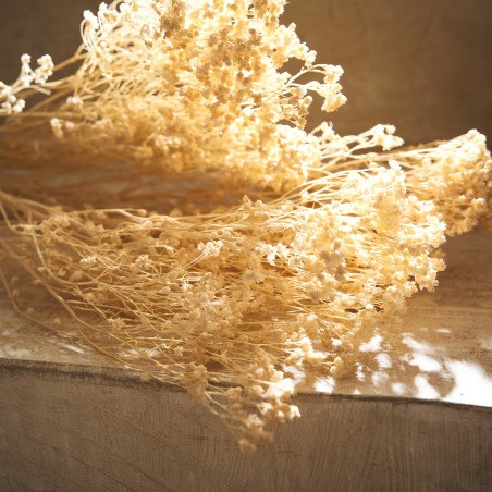 Αποξηραμένα Άνθη Gofis Home Broom 118 Ύψος : 40, 20γρ.