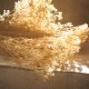 Αποξηραμένα Άνθη Gofis Home Broom 118 Ύψος : 40, 20γρ.