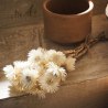 Αποξηραμένα Άνθη Gofis Home Fouzia 20-11-114 Ύψος : 30, 15γρ.