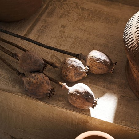 Αποξηραμένα Άνθη Gofis Home Papaver 20-11-124 Ύψος : 55, 30γρ.