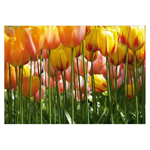 0045Fts Στοκ Π.Χ Φωτοταπετσαρια D(Standard) A&G...