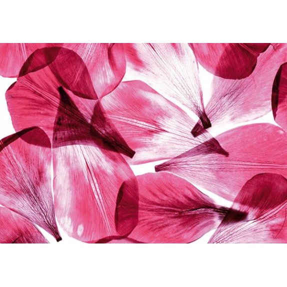 0051Fts Στοκ Π.Χ Φωτοταπετσαρια D(Standard) A&G 360*254...