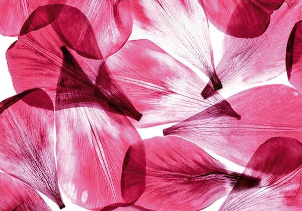 0051Fts Στοκ Π.Χ Φωτοταπετσαρια D(Standard) A&G 360*254 Newplan