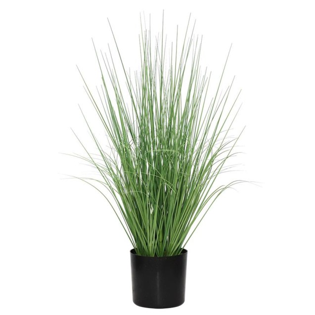 Onion Grass Tree  Np1009_60 Υψος 60Cm Newplan