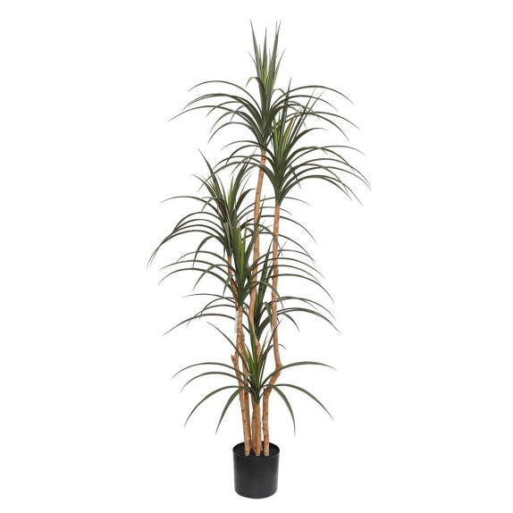 Dracaena  Np_325_180  Υψος 180Cm Newplan