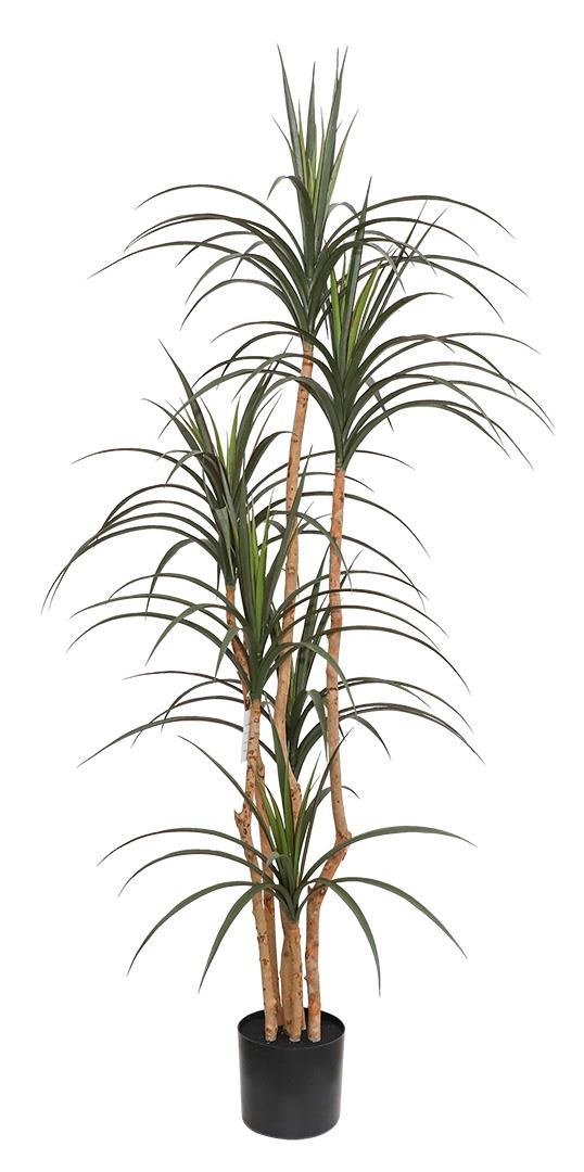 Dracaena Np_325_180 Υψος 180Cm Newplan