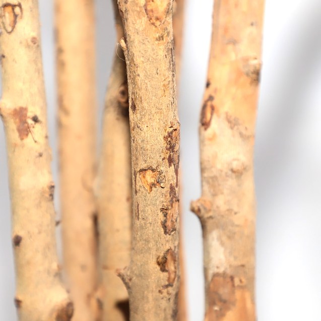 Dracaena  Np_325_180  Υψος 180Cm Newplan