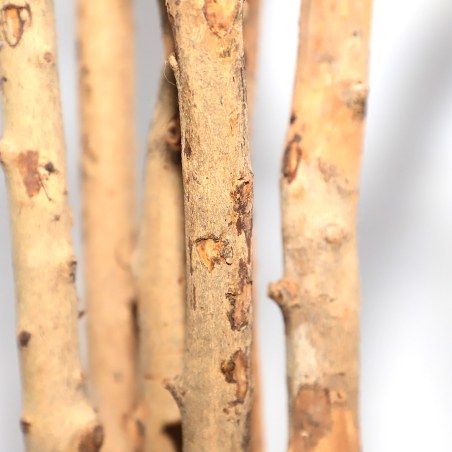 Dracaena  Np_325_180  Υψος 180Cm Newplan