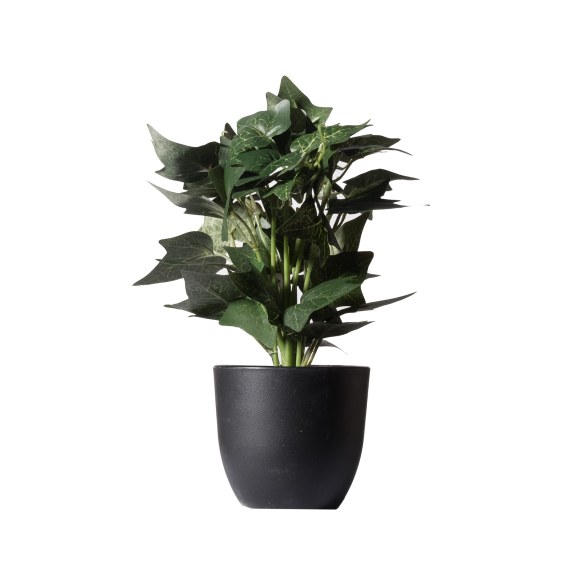 Supergreens Τεχνητό Φυτό Κισσός Silver Πράσινο 30 εκ.