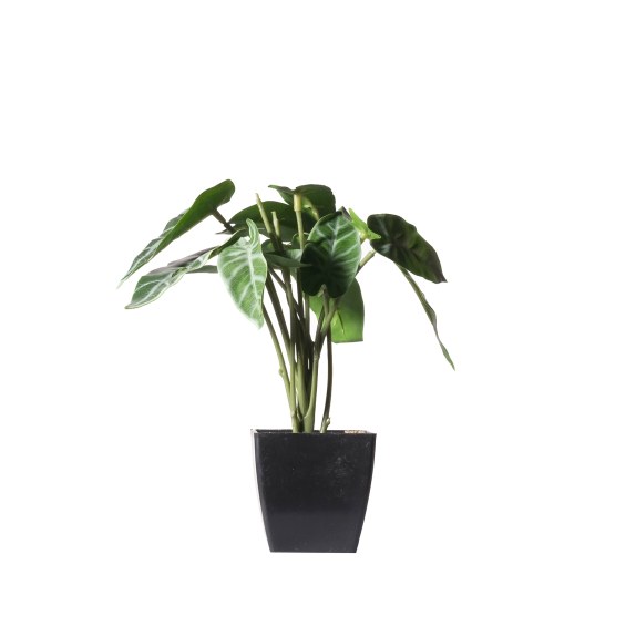 Supergreens Τεχνητό Φυτό Αλοκάσια Amazonica 'Polly...