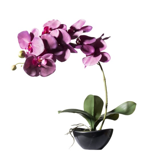 Supergreens Τεχνητό Φυτό Ορχιδέα Phalaenopsis Real Touch...