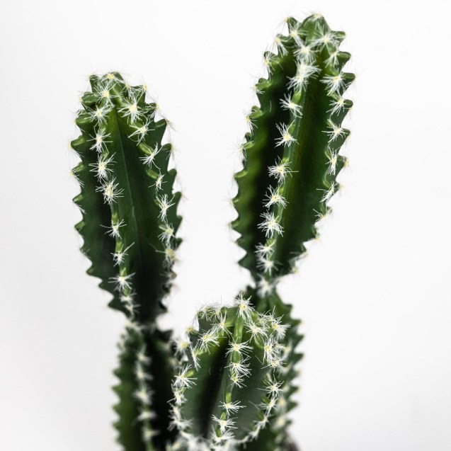 Supergreens Τεχνητό Φυτό Εφόρμπια Caerulescens...