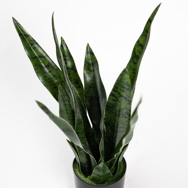 Supergreens Τεχνητό Φυτό Σανσεβιέρια Robusta...