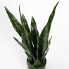 Supergreens Τεχνητό Φυτό Σανσεβιέρια Robusta Πράσινο 55 εκ.