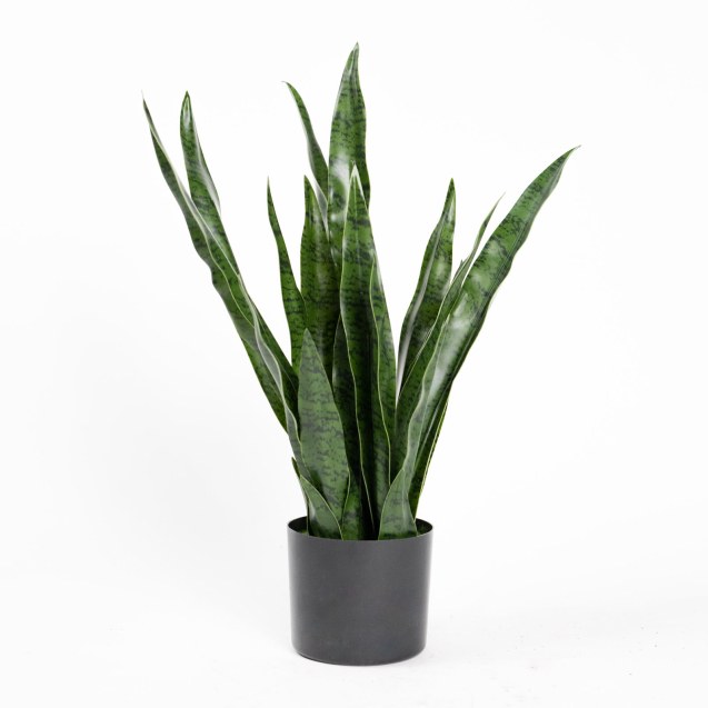 Supergreens Τεχνητό Φυτό Σανσεβιέρια Robusta...