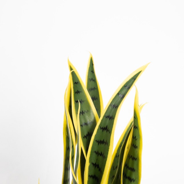 Supergreens Τεχνητό Φυτό Σανσεβιέρα Trifasciata...