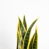 Supergreens Τεχνητό Φυτό Σανσεβιέρα Trifasciata Πράσινο 45 εκ.