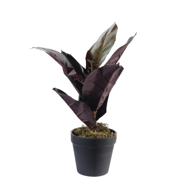 Supergreens Τεχνητό Φυτό Φίκος Elastica Ruby...