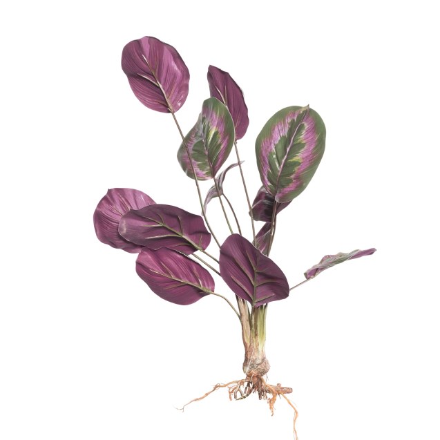 Supergreens Τεχνητή Χωνευτή Καλαθέα Roseopicta...