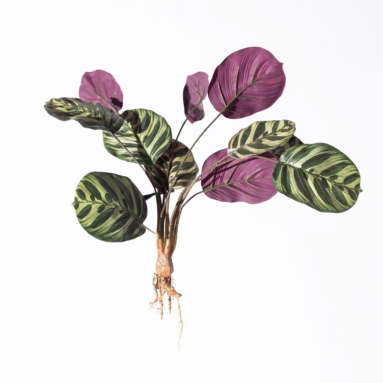 Supergreens Τεχνητή Χωνευτή Καλαθέα Makoyana Πράσινη 61 εκ.