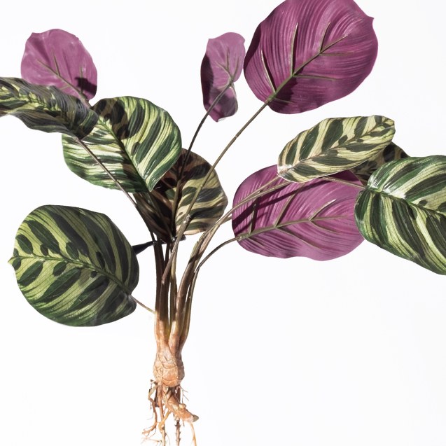 Supergreens Τεχνητή Χωνευτή Καλαθέα Makoyana...