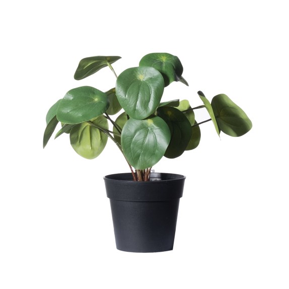 Supergreens Τεχνητό Φυτό Πεπερόμια Abbreviata Πράσινο 22 cm.