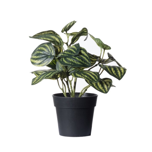 Supergreens Τεχνητό Φυτό Πεπερόμια Watermelon...